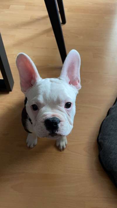 Zeichnungen eurer Hunde-Beitrag-Bild