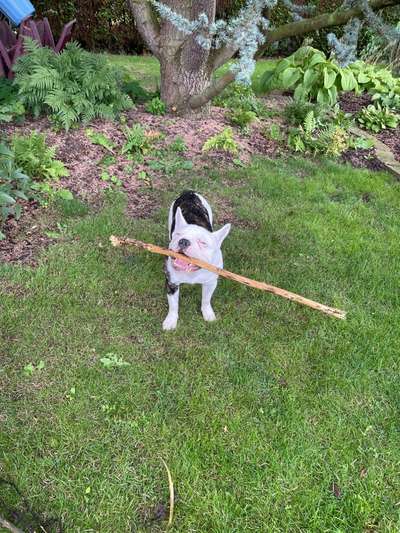 Die Dogorama Wochen Challenge-Beitrag-Bild