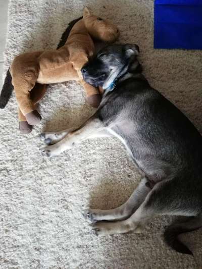 Welpen Bilder !-Beitrag-Bild