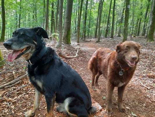 Hundetreffen-Gassi-Spielrunde-Bild