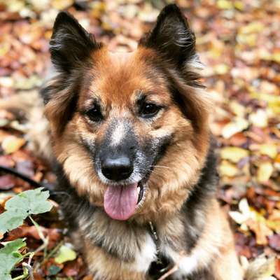 Harzer Fuchs-Beitrag-Bild