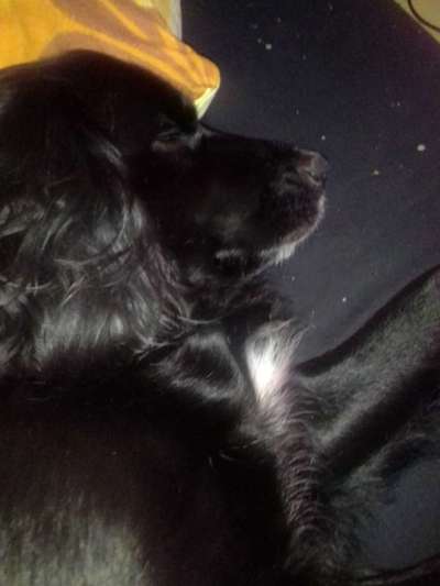 Die Dogorama Wochen Challenge: “Dein Hund im Urlaub”-Beitrag-Bild