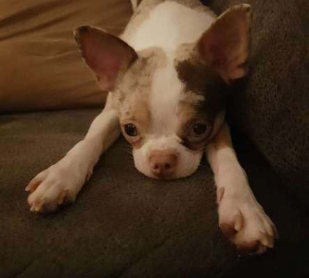 Wo sind die Chihuahua Besitzer ?-Beitrag-Bild