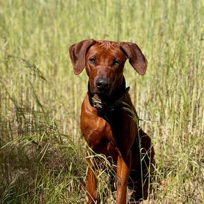 Hundetreffen-Regelmäßige Hundekontakte (Spielen, spazieren)-Bild
