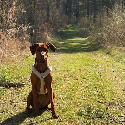 Hundetreffen-Regelmäßige Hundekontakte (Spielen, spazieren)-Bild