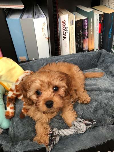 Welpen Bilder !-Beitrag-Bild