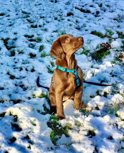 Flat Coated Retriever-Beitrag-Bild