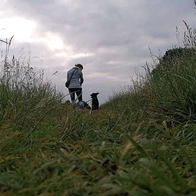 Hundetreffen-Souveräne Begleiter*in für Spaziergang mit unsicherer Hündin gesucht-Bild
