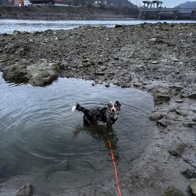 Hundetreffen-Gassirunden/Training-Bild