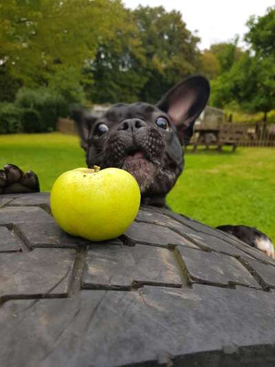 Die Dogorama Kalender Challenge Titelbild-Beitrag-Bild