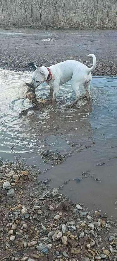 Dogorama-Monats-Challenge-Mai "Wasser"-Beitrag-Bild