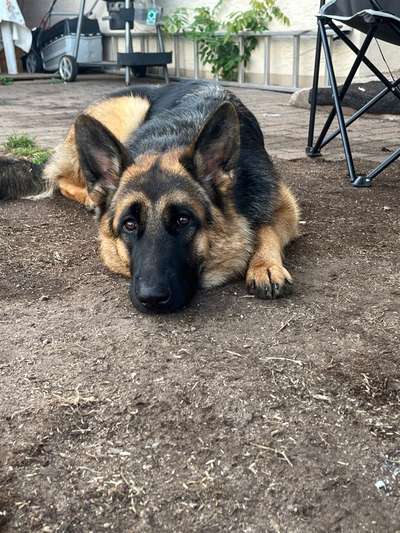 Hundetreffen-Social Walk-Bild