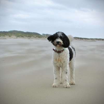 Titelbild Gruppe Tibetdoodle