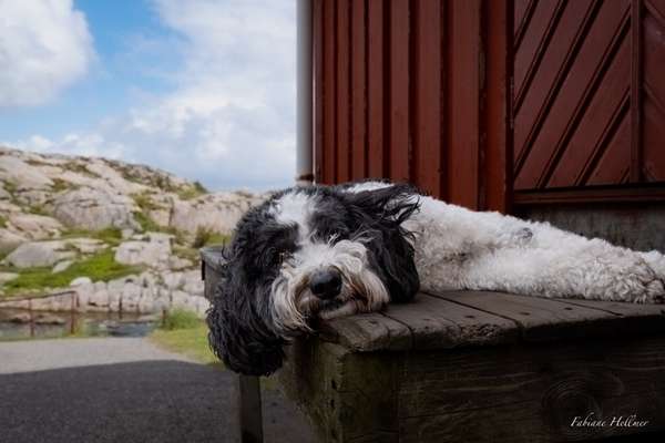 Wie kamst du zu deinem Hund?-Beitrag-Bild