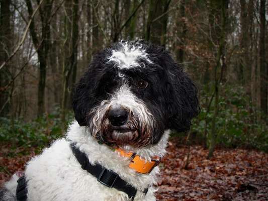 Austausch über Tibetdoodle-Beitrag-Bild