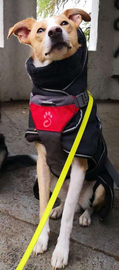 Podencomischling oder Podenco-Beitrag-Bild