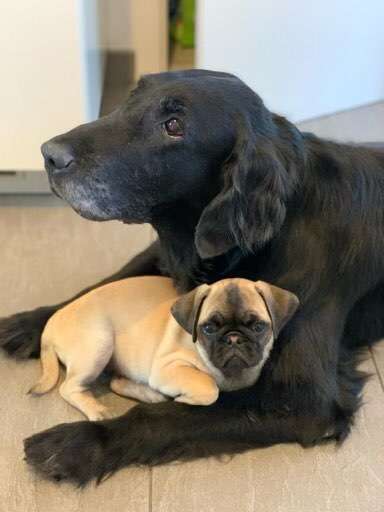 Dogorama Photo Challenge - Be my valentine-Beitrag-Bild