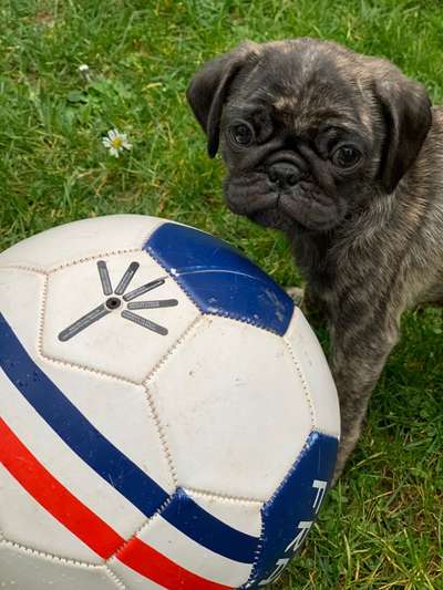 Rhodesian Ridgeback-Beitrag-Bild