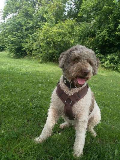 Unter welchen kriterien habt ihr euren Hund rausgesucht ?-Beitrag-Bild