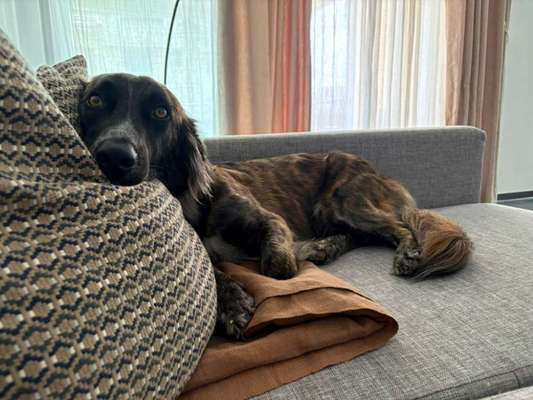 Hundetreffen-Gassi und Playdates-Bild