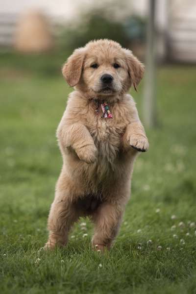 Welpen Bilder !-Beitrag-Bild