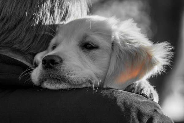 Welpen Bilder !-Beitrag-Bild