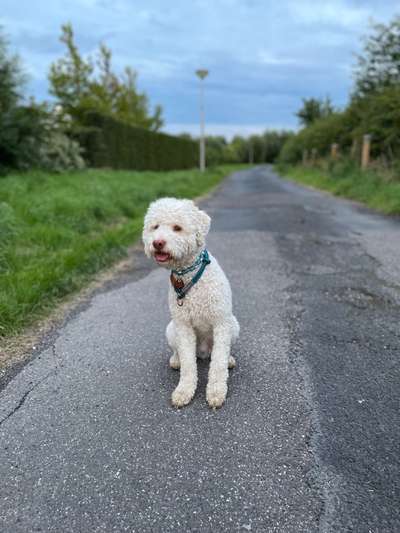 Lagotto Romagnolo Besitzer-Beitrag-Bild