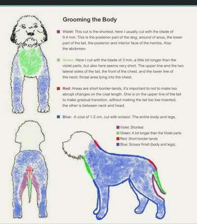 Lagotto Romagnolo Besitzer-Beitrag-Bild