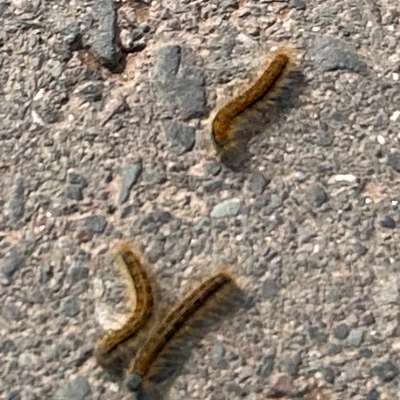 Giftköder-Prozessionsraupen/Eichenprozessionsspinner-Bild