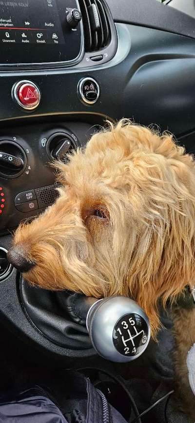 Hundetreffen-Goldendoodle Spazierrunden-Bild