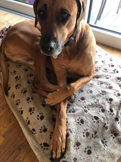 Rhodesian Ridgeback-Beitrag-Bild