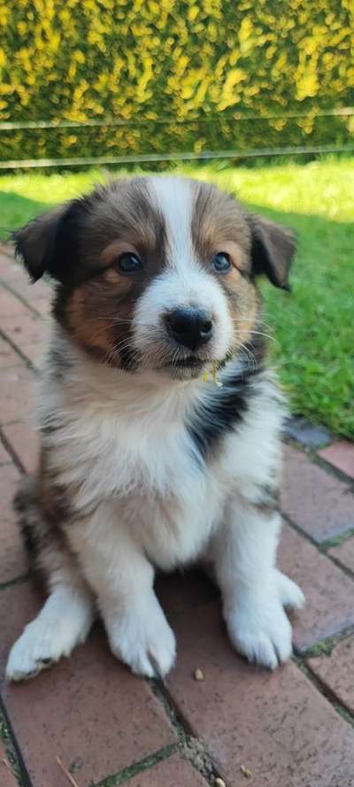 Welpen Bilder !-Beitrag-Bild