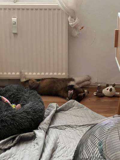 Welpen Bilder !-Beitrag-Bild