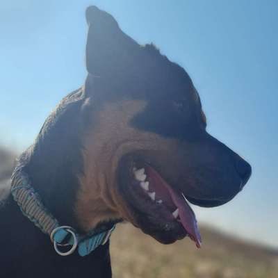 Hundetreffen-Gemeinsames Spazierengehen und Training-Bild