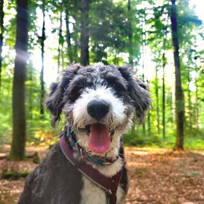 Hundetreffen-Social Walk Donaupark Regensburg-Profilbild