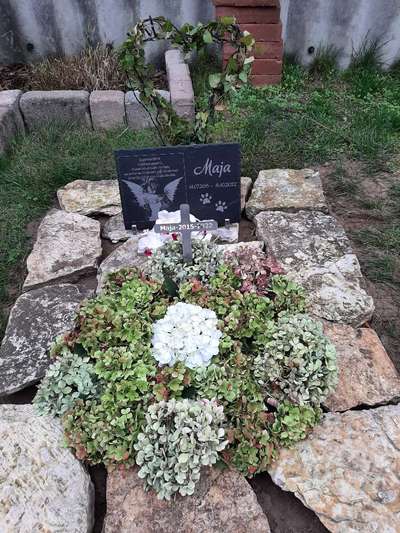 Unsere Fellnasen im Regenbogenland-Beitrag-Bild