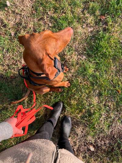 Hundetreffen-Spieltreffen-Bild