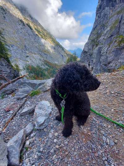 Hunde im Urlaub-Beitrag-Bild