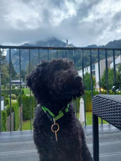 Dogorama-Monats-Challenge-Mai "Wasser"-Beitrag-Bild