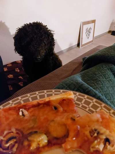 Fotochallenge 31 - Das perfekte Hundedinner-Beitrag-Bild