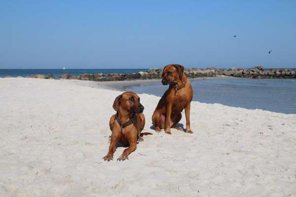 Rhodesian Ridgeback-Beitrag-Bild
