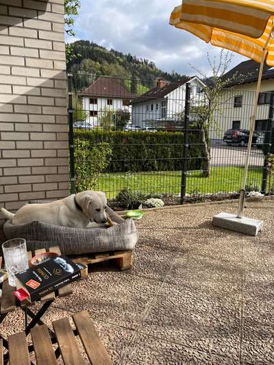 Hundekörbchen für den Außenbereich-Beitrag-Bild