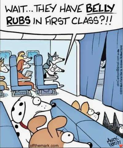 Hunde Memes-Beitrag-Bild