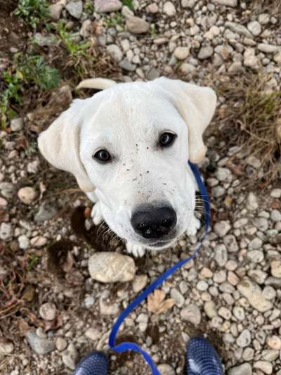 Fotochallange nr. 106
Der geschmückte Hund.-Beitrag-Bild