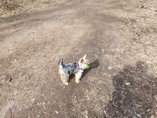 Hundetreffen-Yorkshire Terrier Gassi geheb-Bild