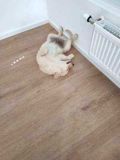 Welpen Bilder !-Beitrag-Bild