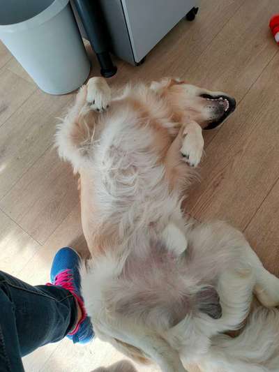 Dogorama Photo Challenge - Zeigt her eure Bäuche-Beitrag-Bild