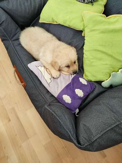 Welpen Bilder !-Beitrag-Bild