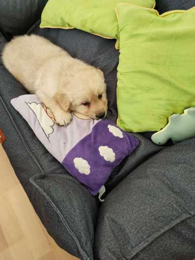 Welpen Bilder !-Beitrag-Bild