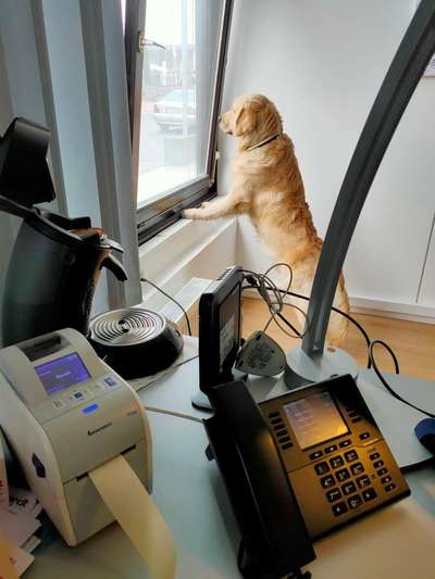 Arbeit und Hund-Beitrag-Bild